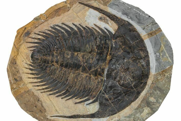 Acadoparadoxides Trilobite With Dark Shell - No Restoration #359409